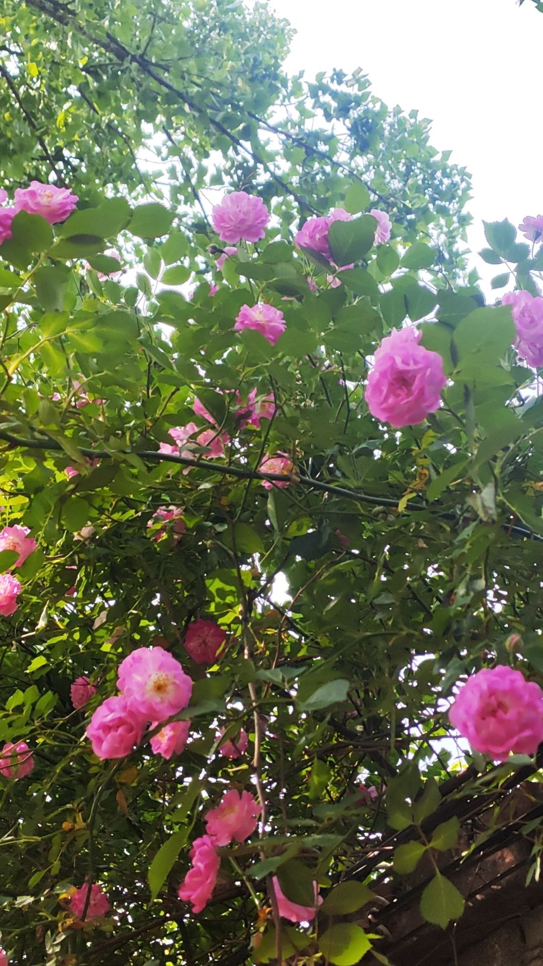 小芳，🌸减肥打卡主播图片