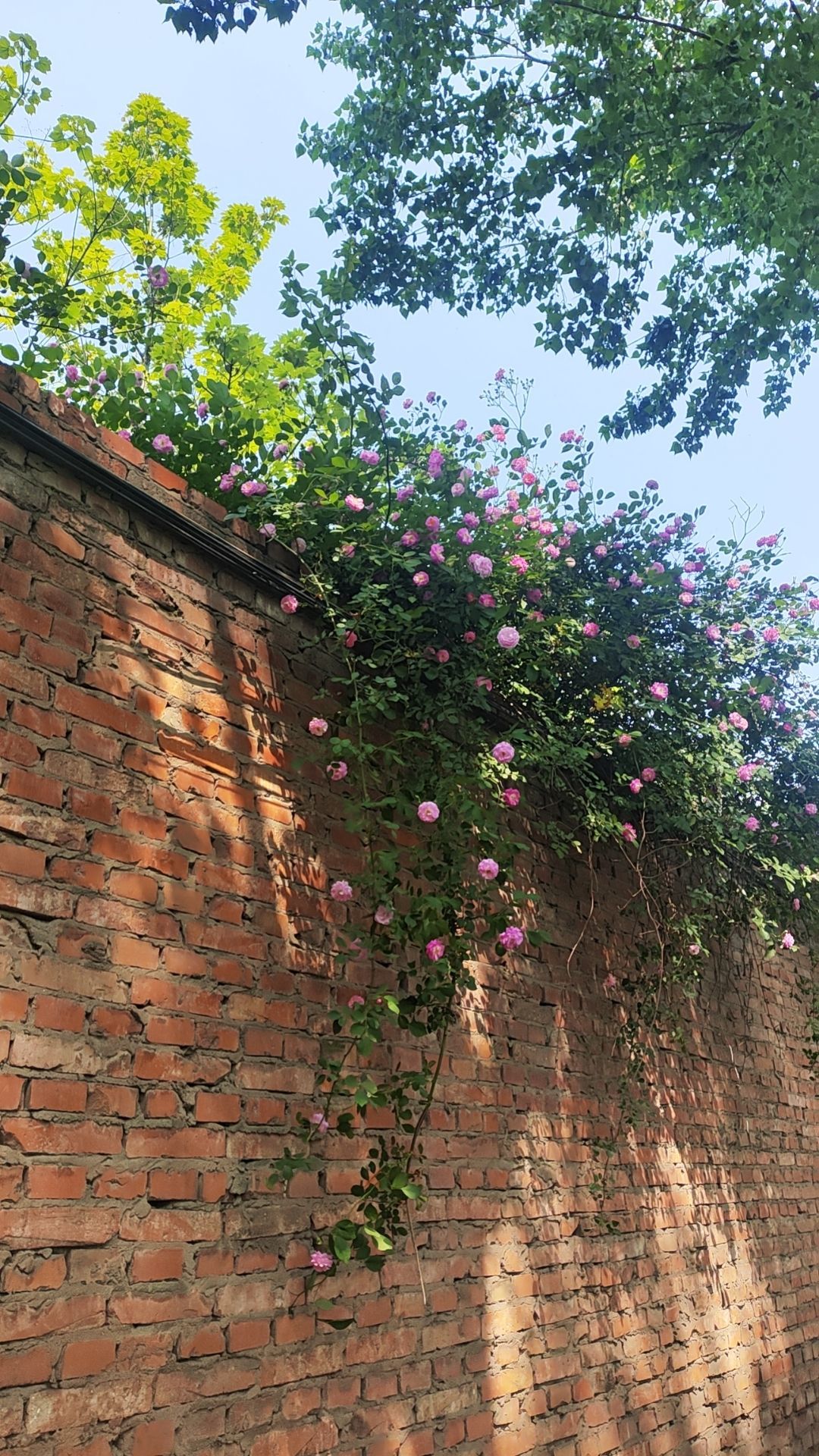 小芳，🌸减肥打卡主播图片