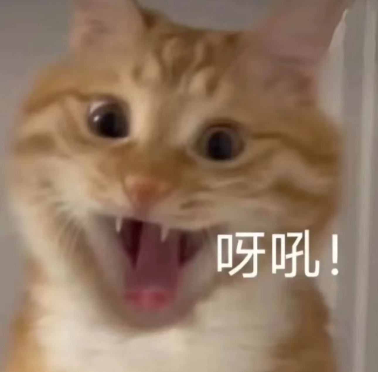 藝藝??喂一口的主播照片