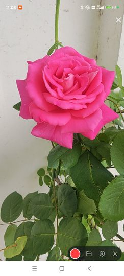 婷婷💕求过月底任务主播照片
