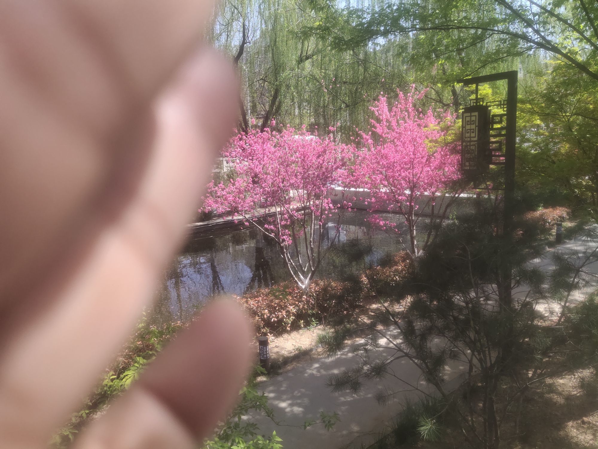 陶陶笛主播图片
