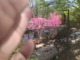陶陶笛主播照片