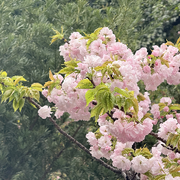 山寺桃花🌹