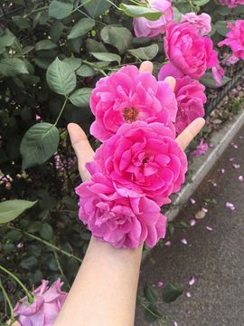 张张美人努力努力升级主播照片