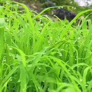 青儿🍃