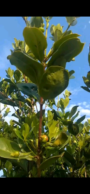 巴西樱桃🍒还没熟，还