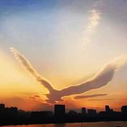 🎶琴儿~涅槃重生