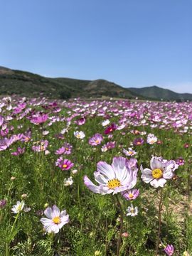 ╰つ〃薀昕🌷主播照片