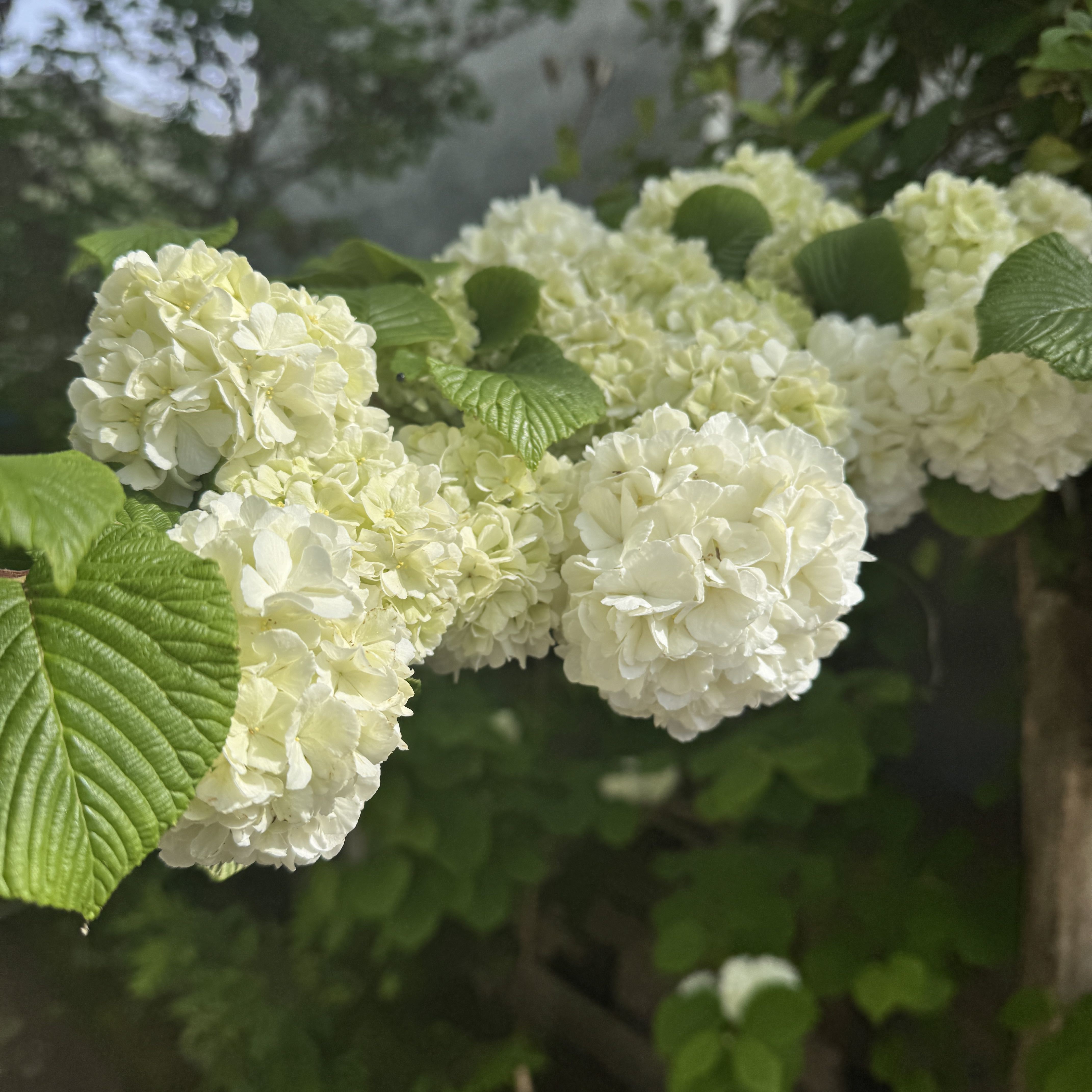 美吖鸭12868的图片