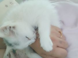 莫言，六月求善待！主播照片
