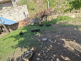 洛兜兜贺糊涂哥男爵了主播照片