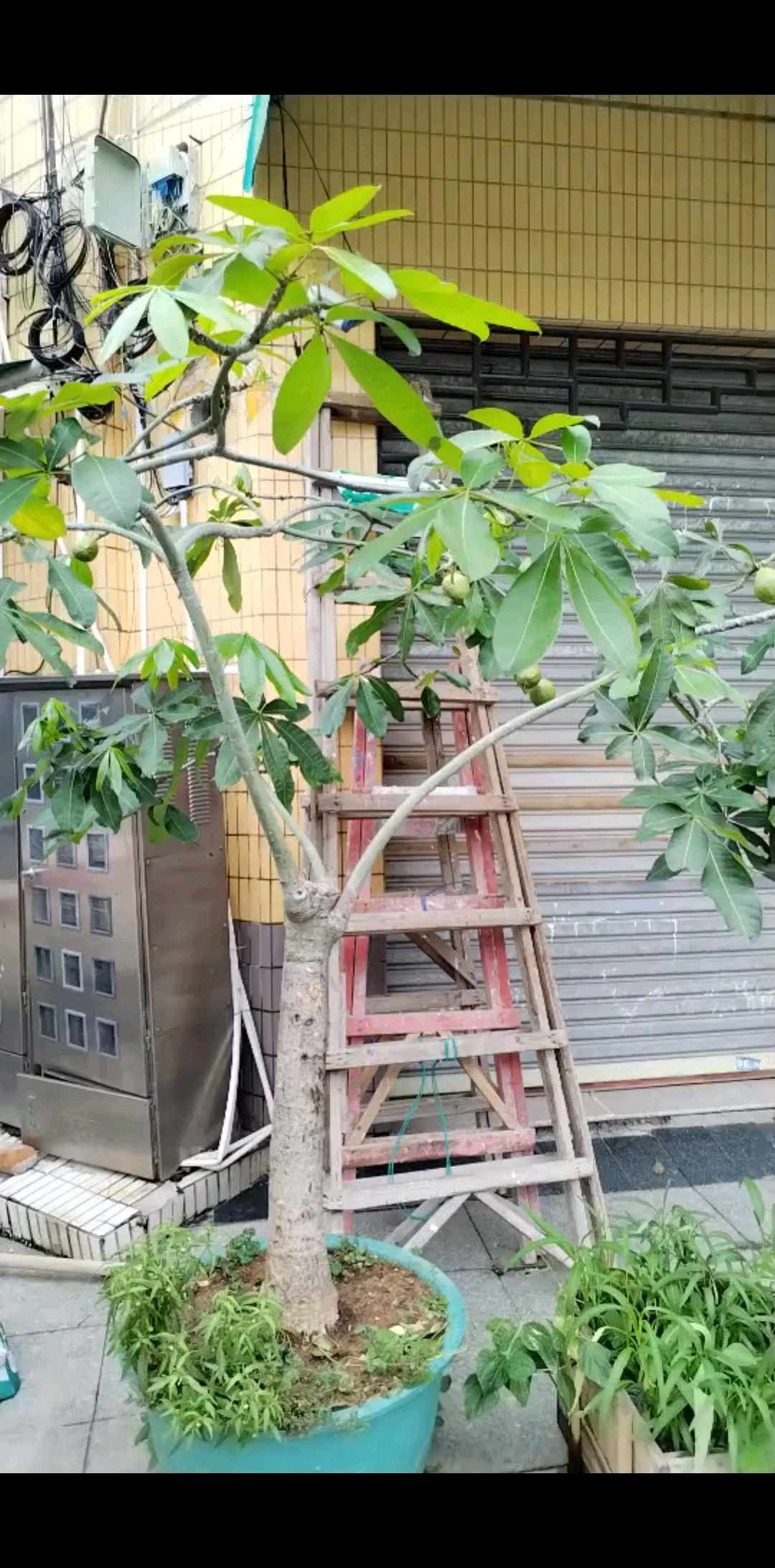 发财树开花结的果实。