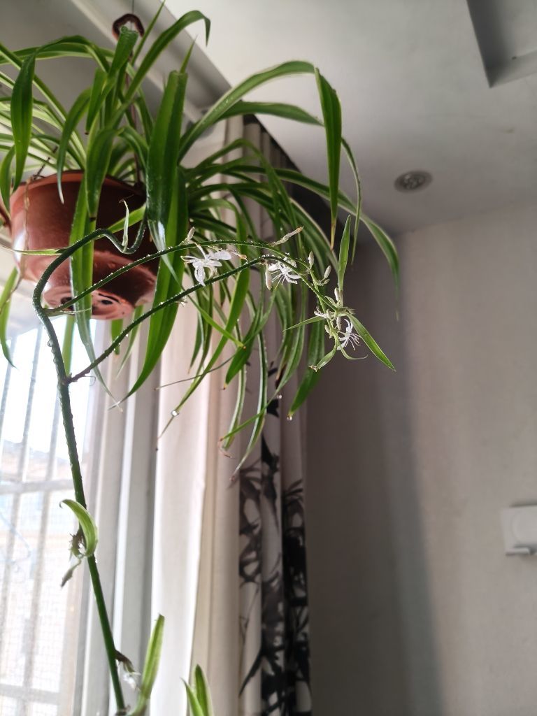 牡丹6万🌹金牌代理的图片