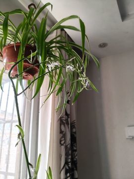 牡丹6万🌹金牌代理主播照片