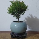宋连峰1513069