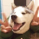 哈n93
