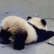 ✨️孤🖤狼✨️♪