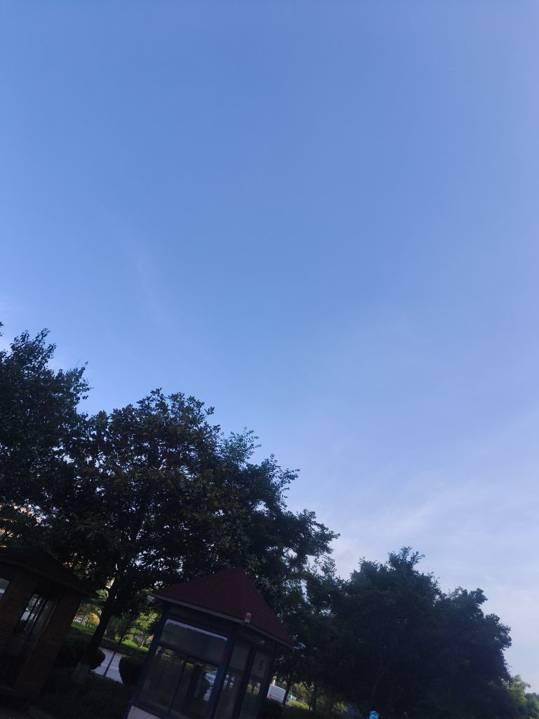 捣蛋小笠原杂色林鸽的图片