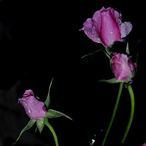花开花落半夏时光海报