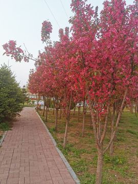 葑訫/锁愛的图片