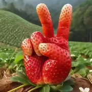苏丹王！海报