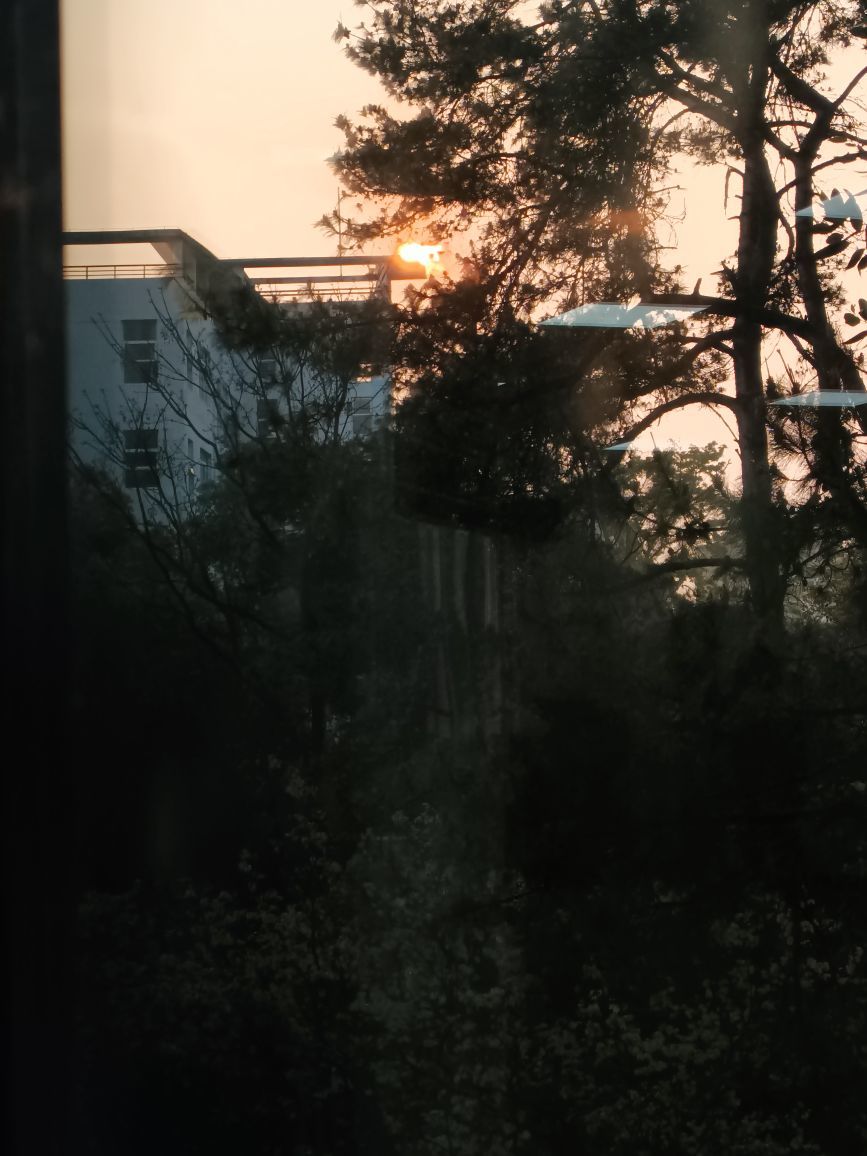 白Y鸭的图片