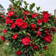 好运🌺降临