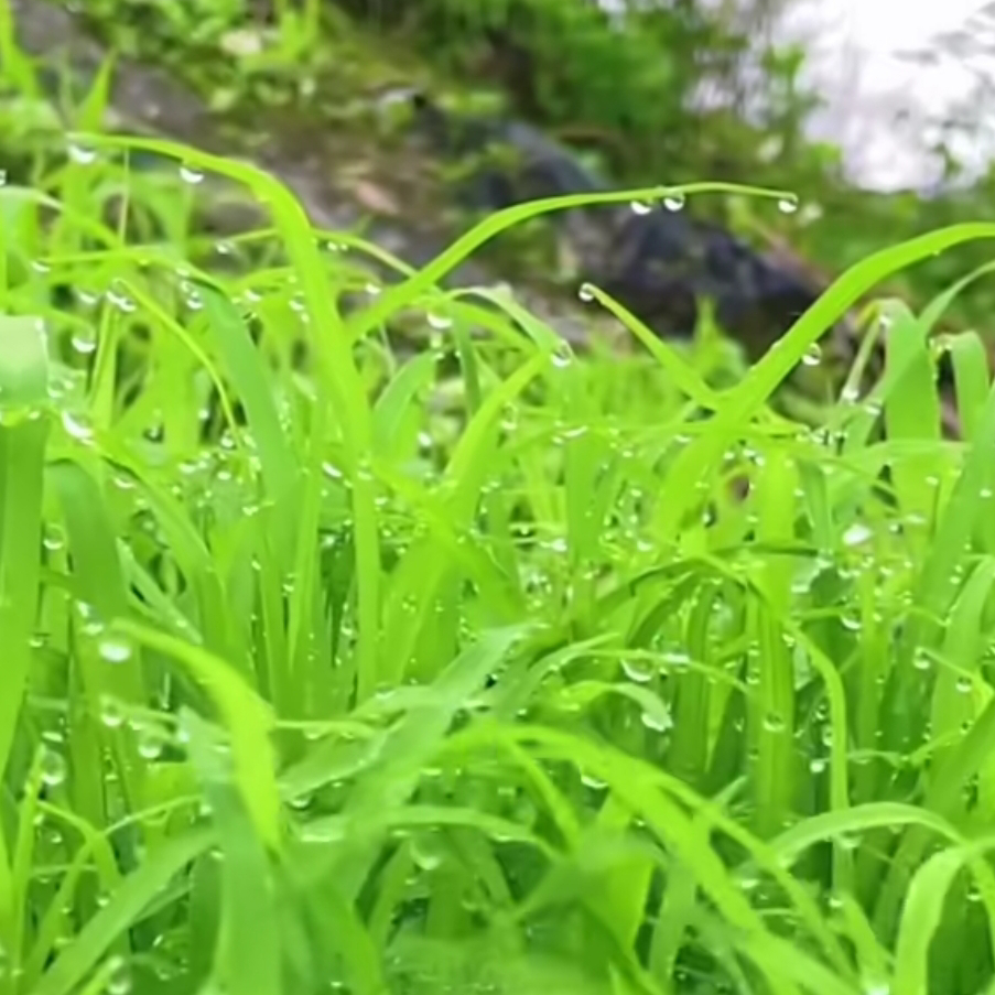 青儿🍃海报