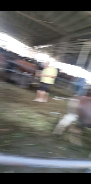 这些🐮不知道有没有想过什么