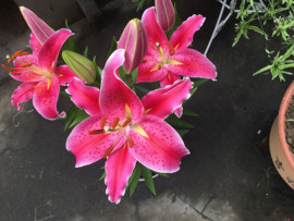 ╰つ子雲╰ゞ主播照片