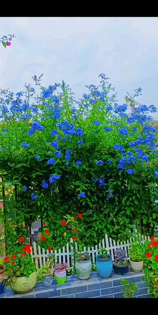蓝雪花在炎热的夏天开