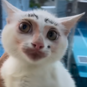 我的特色就是特色海报