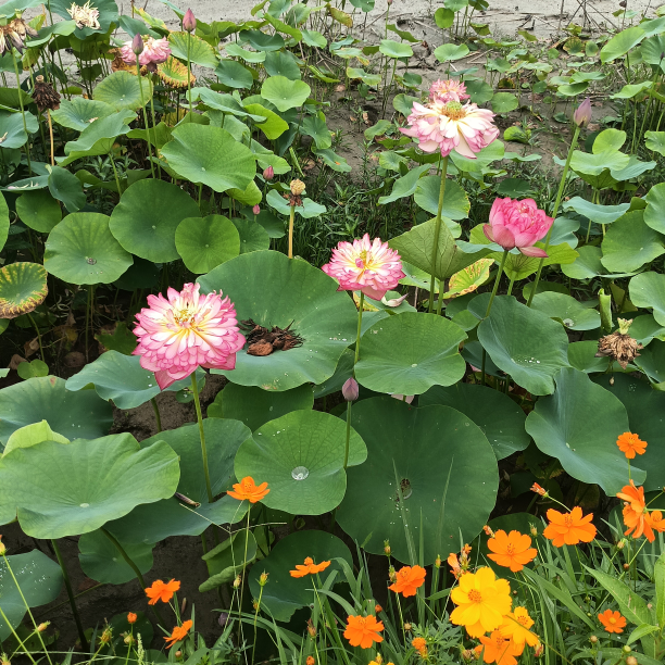 璧山王哥海报