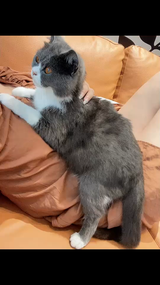 /狂笑