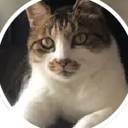 战隼∗