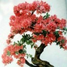 王侠q0