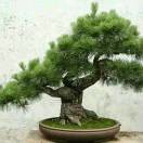 迎客松q7