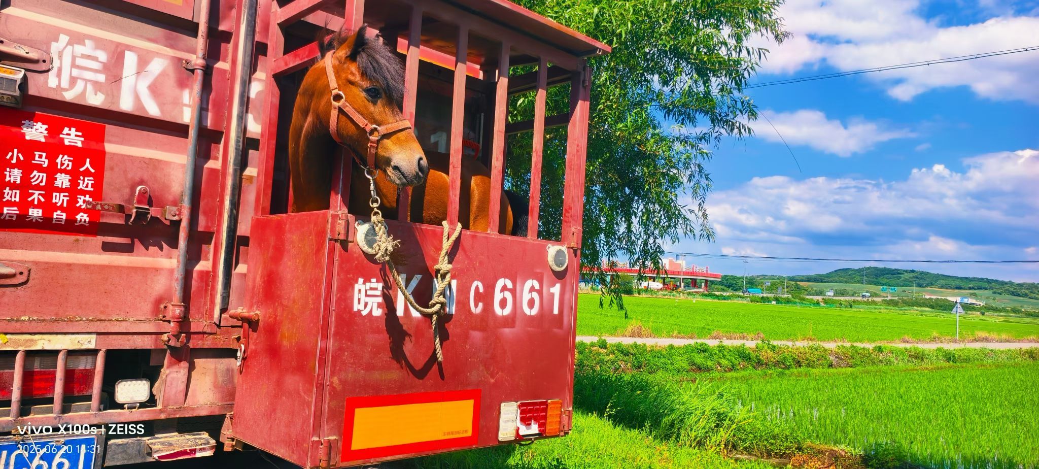 妞妞骑行中国的图片
