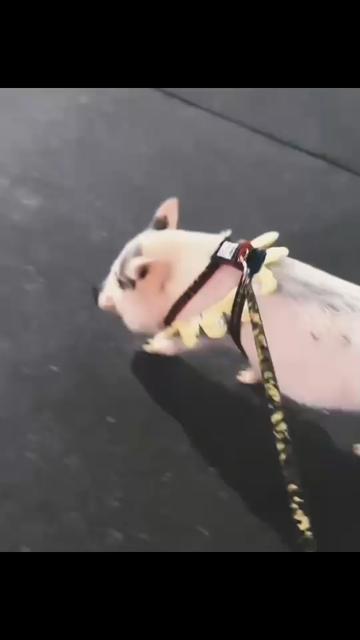 奶奶读书钱供不起了，