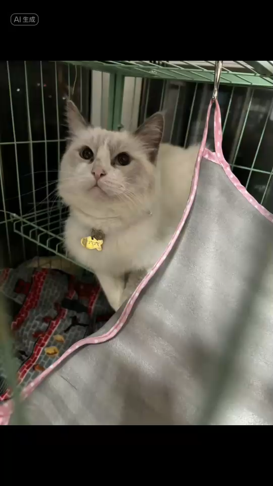 猪宝宝