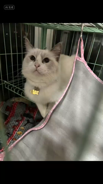 猪宝宝
