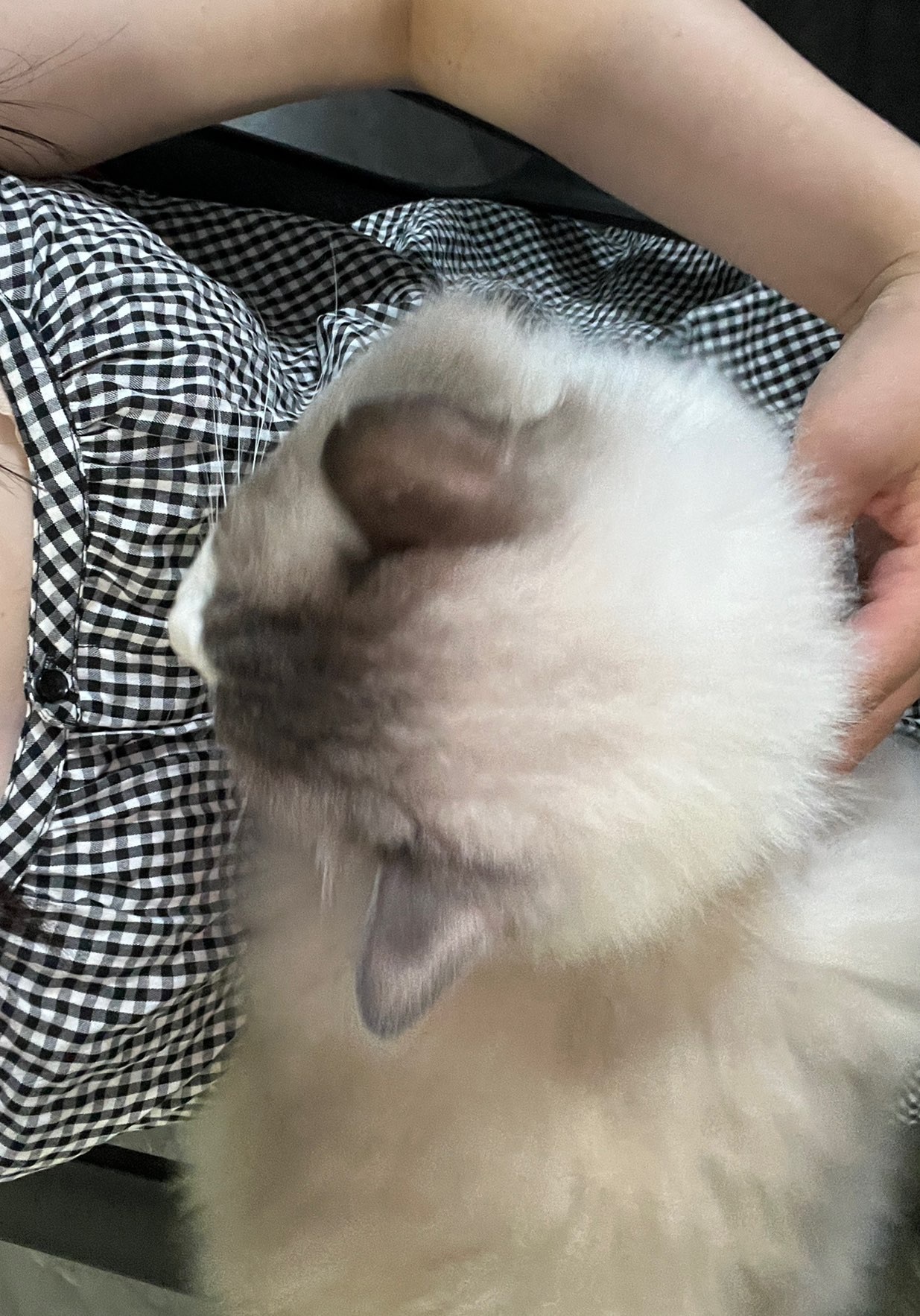 旺仔带你户外游主播图片