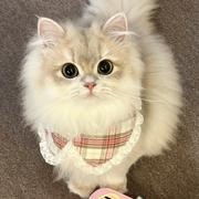 萌猫小赖