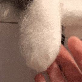 ᰔᩚ.珠茱主播照片