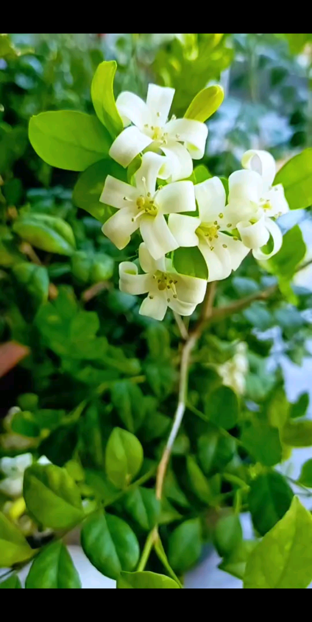 ☞……九里香花开，九