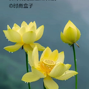 来自里约热内卢849海报