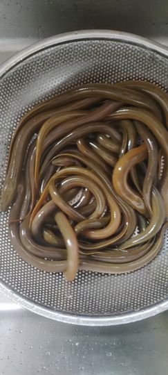 保♂罗主播照片
