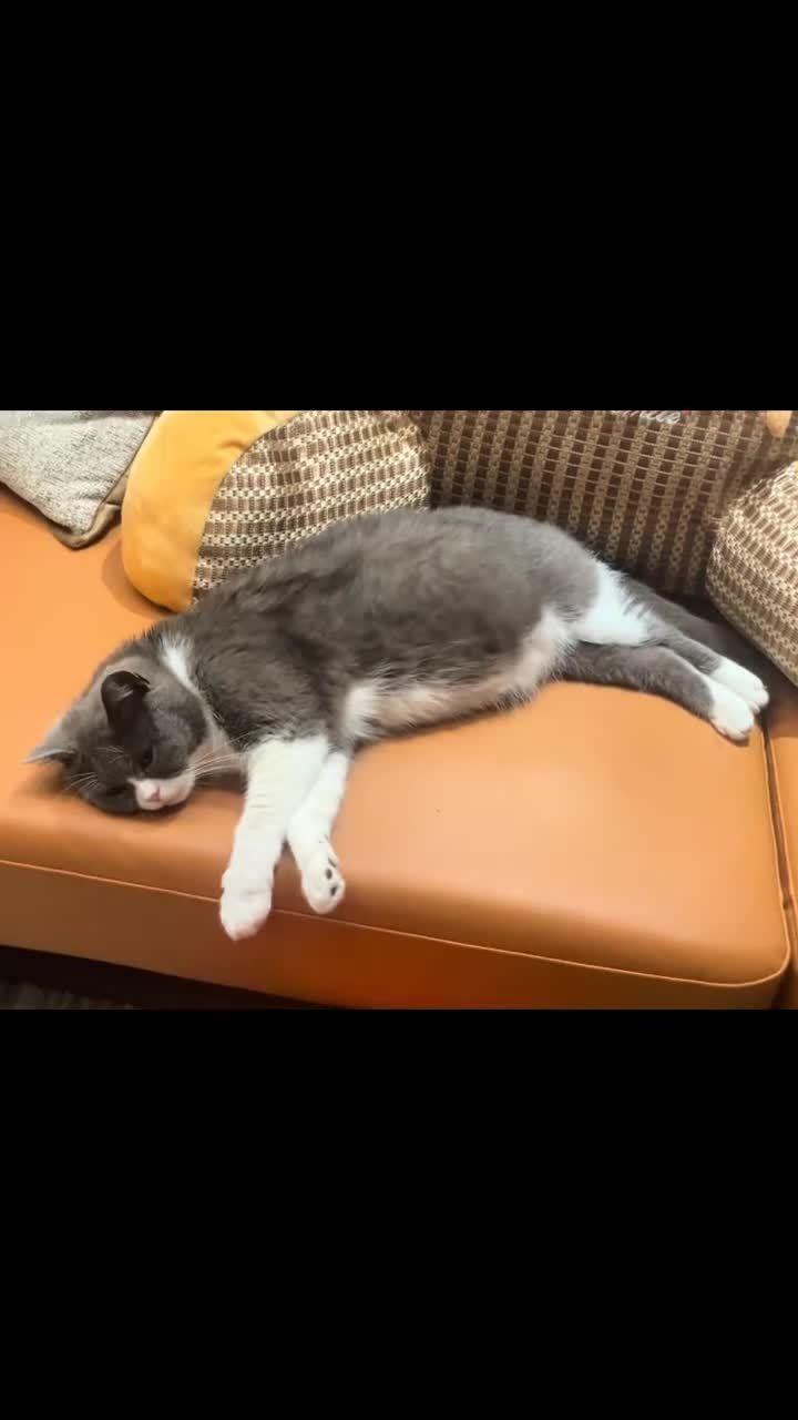 我的性格就跟我的猫一