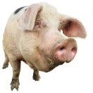 pigz2v