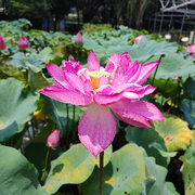 萌新宝宝小玲珑